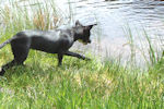 Polly dog learning to swim
