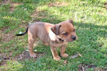 Amber dog learning to sit