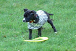 Polly dog learning to fetch