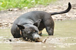 Blowing muddy bubbles