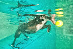 underwater